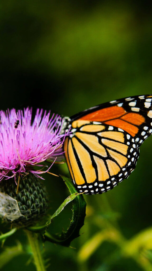 Stunning Monarch Butterfly on Vibrant Milk Thistle Wallpaper