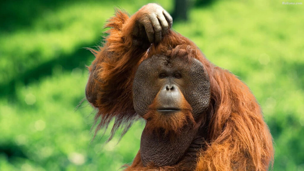 Exquisite Orangutan Wallpaper: Serene Beauty in Natural Sunlight