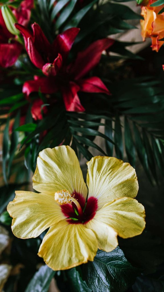 Macro photo of pale yellow hibiscus with maroon center surrounded by tropical red flowers and green leaves Wallpaper