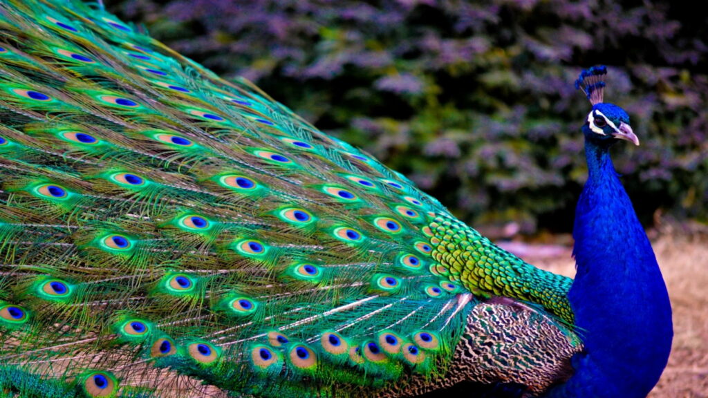 Vibrant Majestic Plumage: HD Close-up of a Stunning Peacock Feather Wallpaper