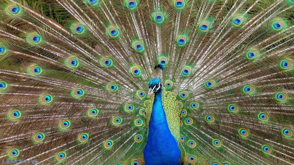 Vibrant Majesty: A Striking Bonito Peacock in the UK Wallpaper