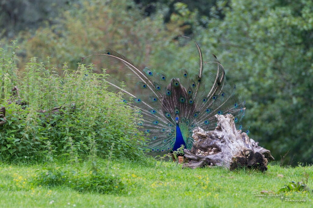 Glorious Feathers: Mesmerizing HD Wallpaper of a Majestic Peacock