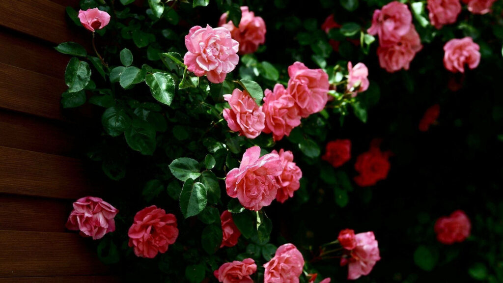 Pink Petals in Full Bloom: A Stunning HD Floral Wallpaper (1920x1080)