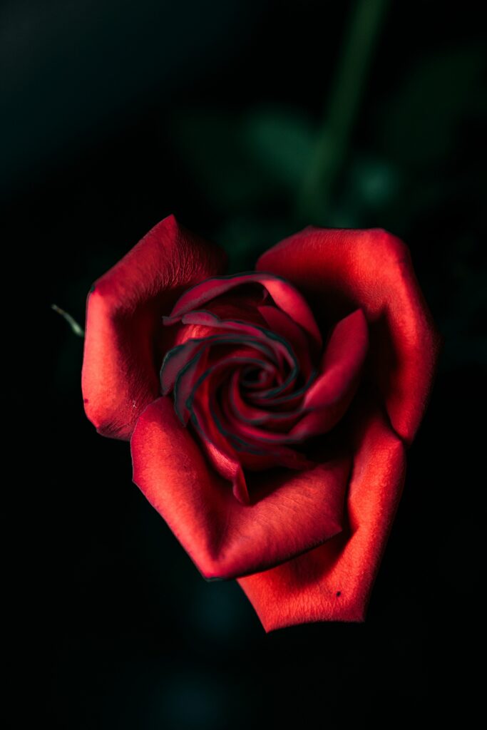 Close-Up of a Velvety Red Rose Bud Against Dark Background Wallpaper