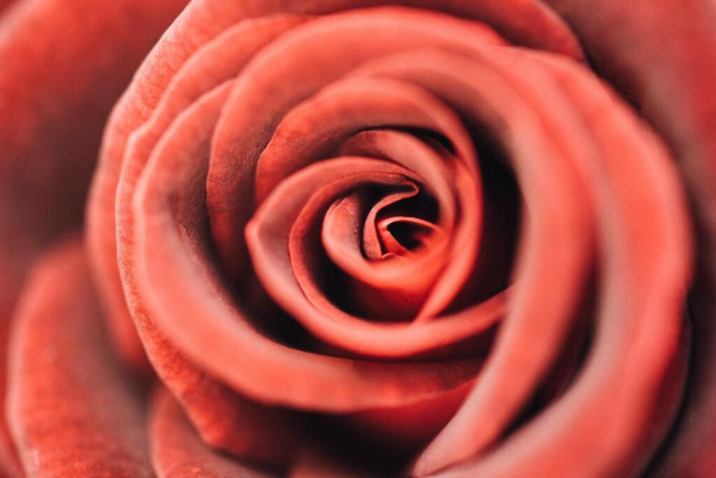 Exquisite Red Rose Wallpaper: A Close-Up of Elegance & Romance