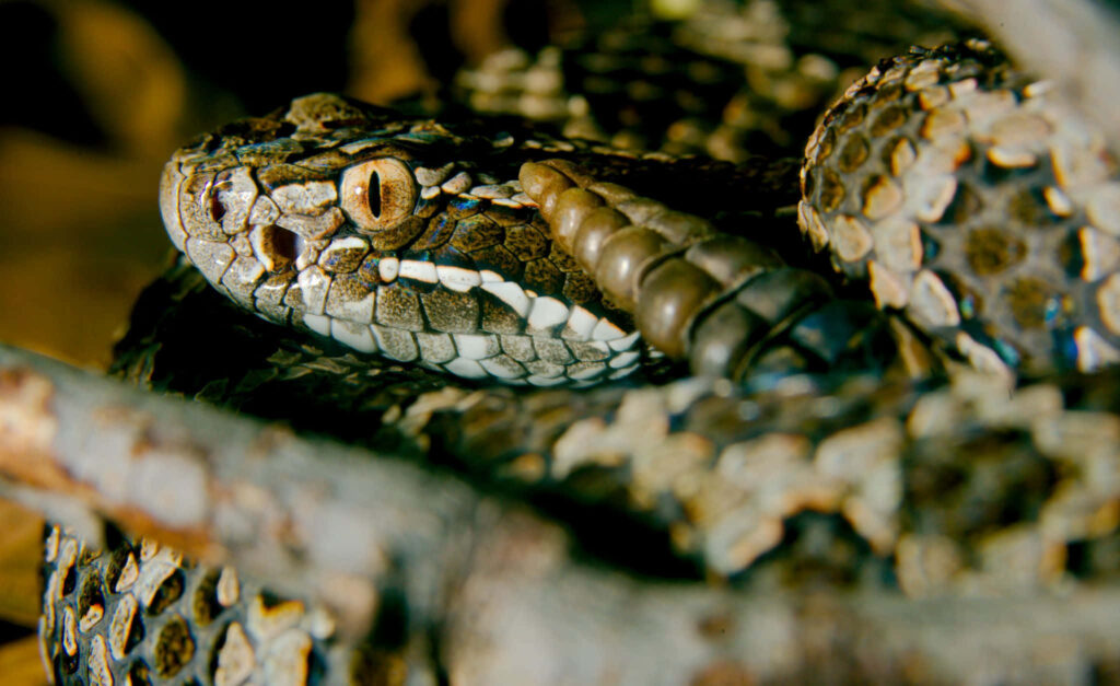 Detailed Snake Wallpaper: Mesmerizing Scales & Eyes in Michigan