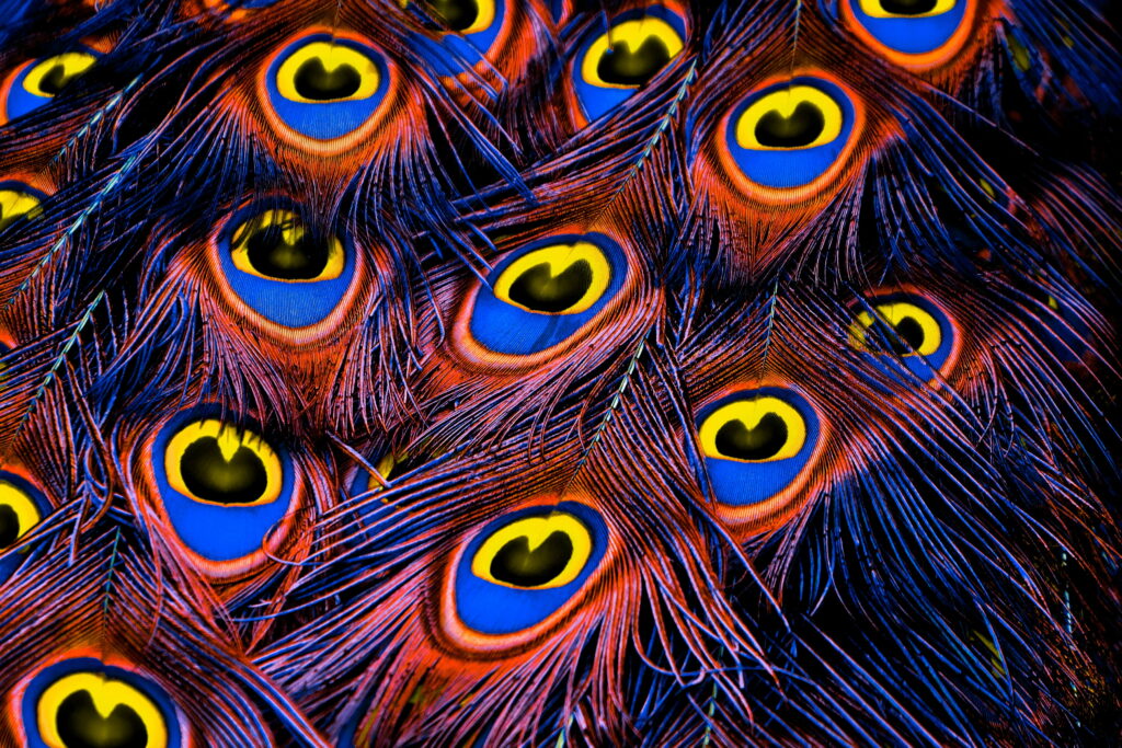 Opulent Plumage: A Captivating HD Wallpaper with Intricate Peacock Feathers and Luxurious Texture