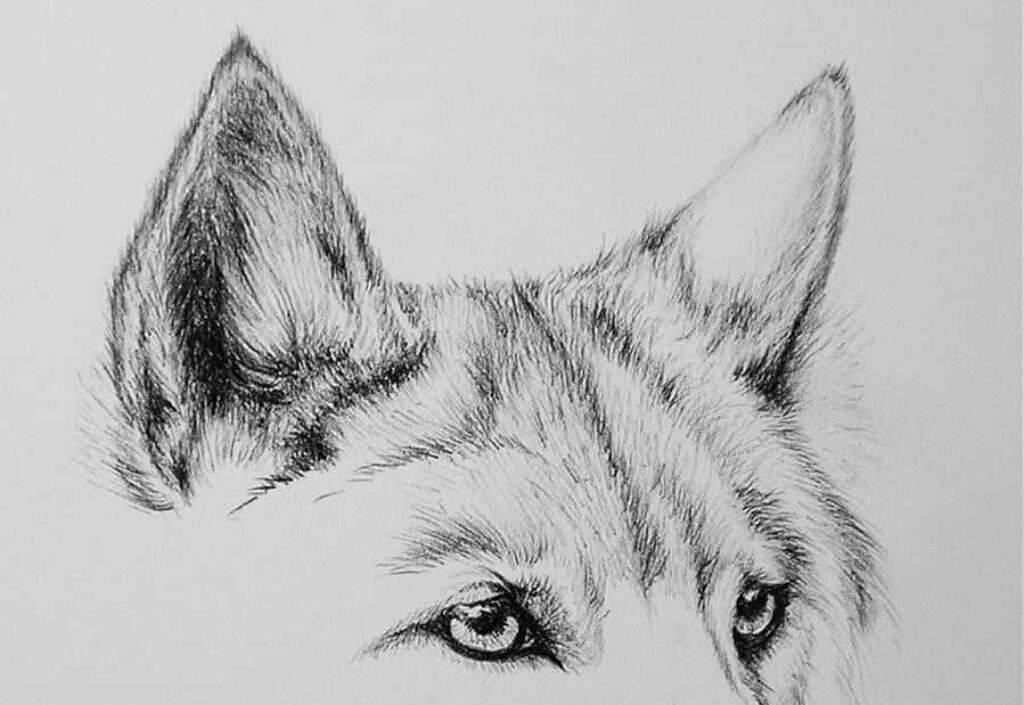 Exquisite Wolf Pencil Sketch Wallpaper - Captivating Eyes & Detail