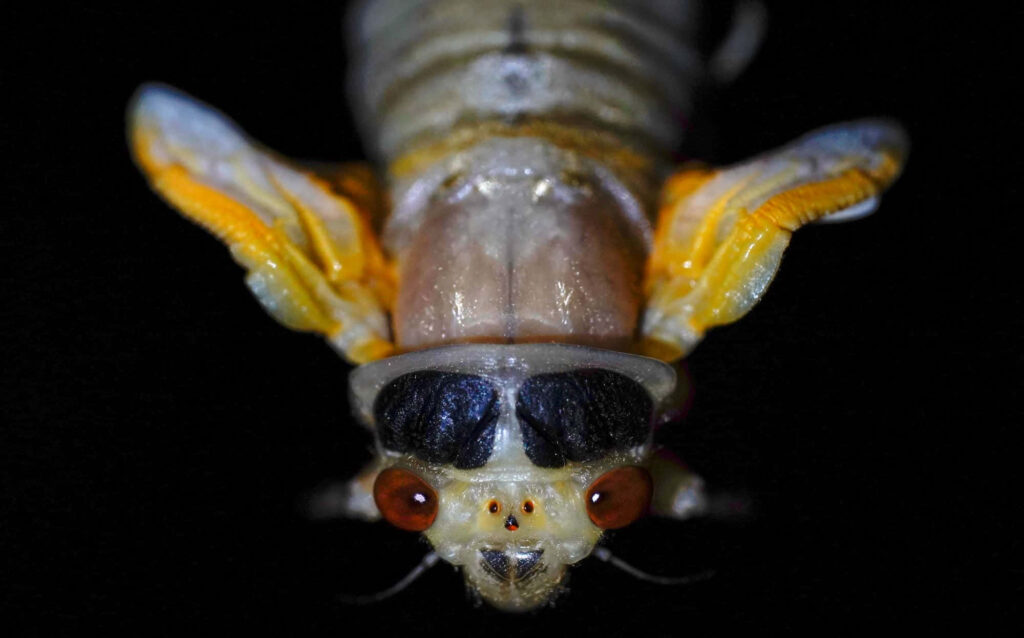 Extreme close up of cicada nymph with red eyes detailed face and translucent wings on dark background Wallpaper