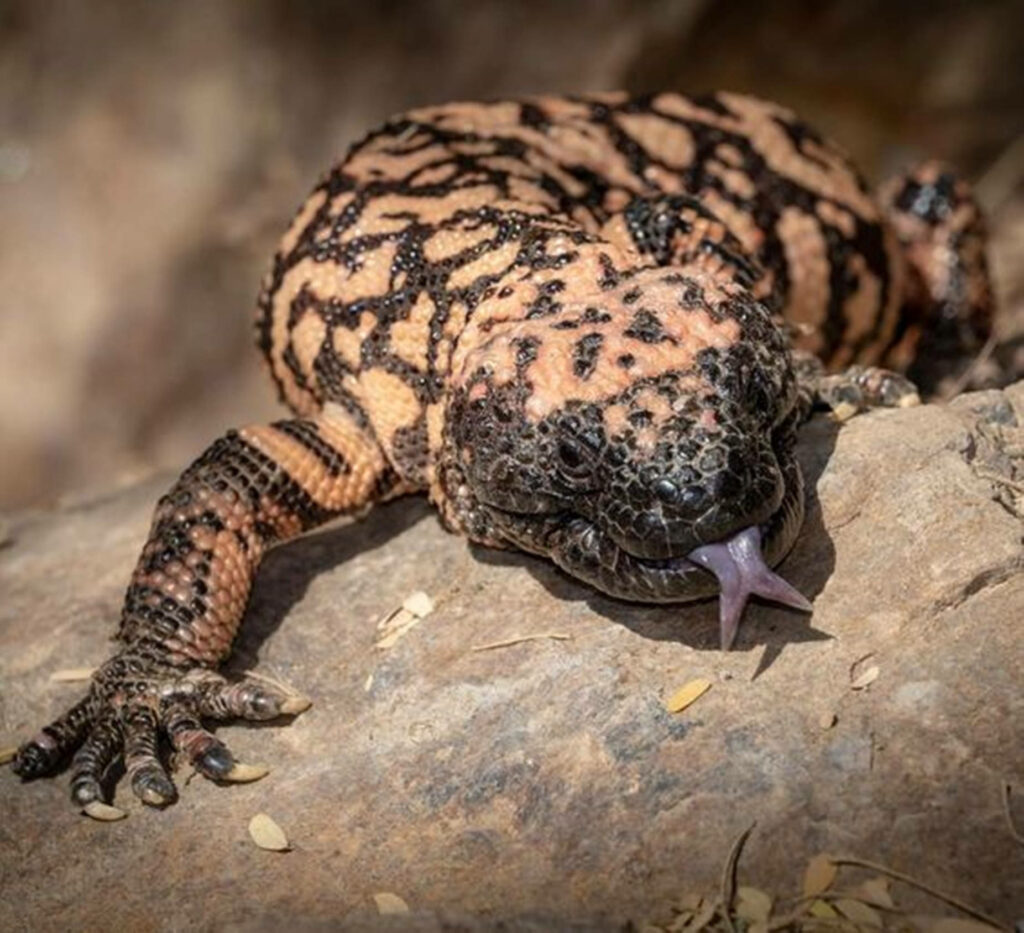 Stunning Gila Monster Lizard Wallpaper on Dusty Rock Background