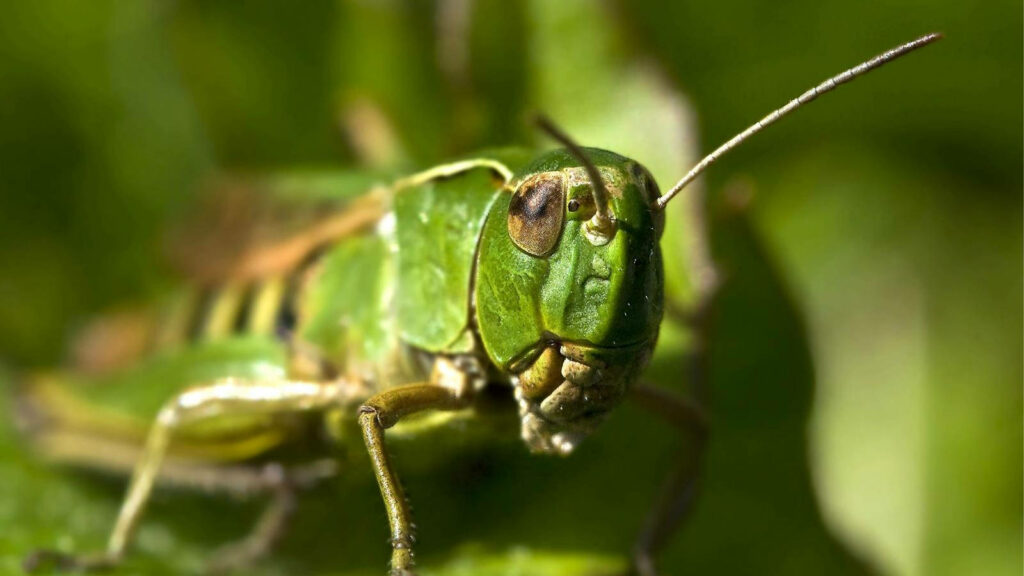 Macro Magic: Emphasizing a Vibrant Grasshopper's Eyes and Antennae in a Natural Setting Wallpaper