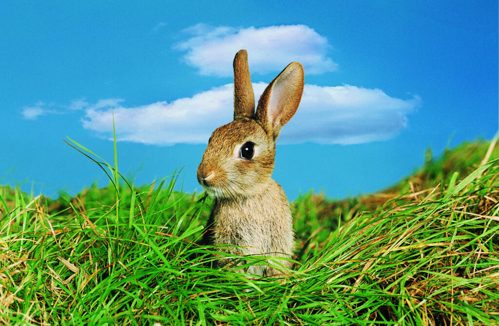 Cautious and Adorable: Brown Rabbit Sitting Amidst a Serene Green Meadow Wallpaper