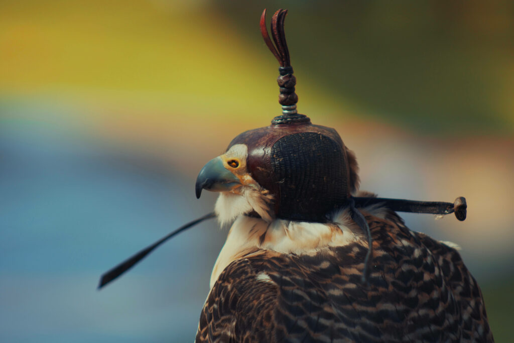 Close-up of a falcon with leather hood sharp beak and intense yellow eye vibrant feathers wallpaper