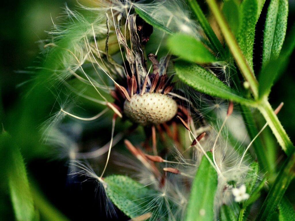 Stunning Dandelion Close-Up with Seeds & Green Grass - Fall Wallpaper