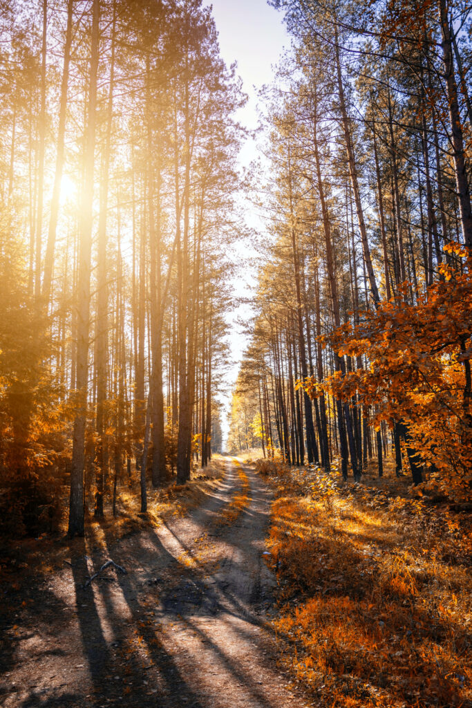 Enchanting Fall Foliage: A Captivating 4k iPhone 6 Plus Wallpaper