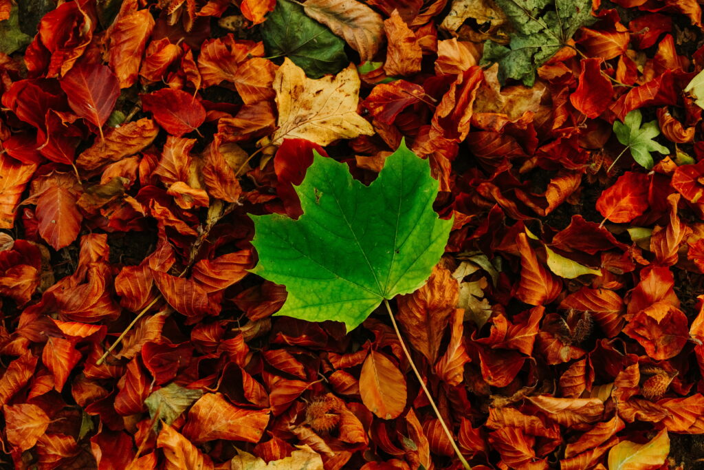 Contrasting Autumn: A Stunning HD Wallpaper Background Photo of Fallen Maple Leaves