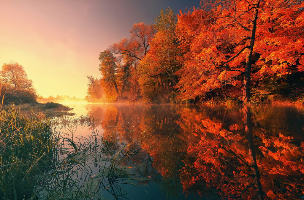 Falling Leaves Reflecting Autumn's Splendor: A Captivating 4K Wallpaper