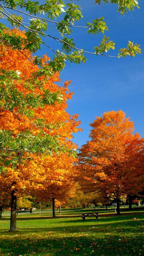 Enchanting Autumn Nostalgia: Mesmerizing Orange Sugar Maple Trees in England's Vibrant Hyperfocal Snapshot Wallpaper