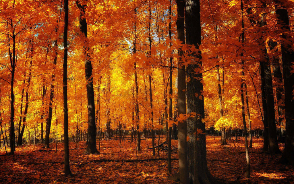 Autumn Vibes in High-Resolution - Serene Fall Desktop Wallpaper