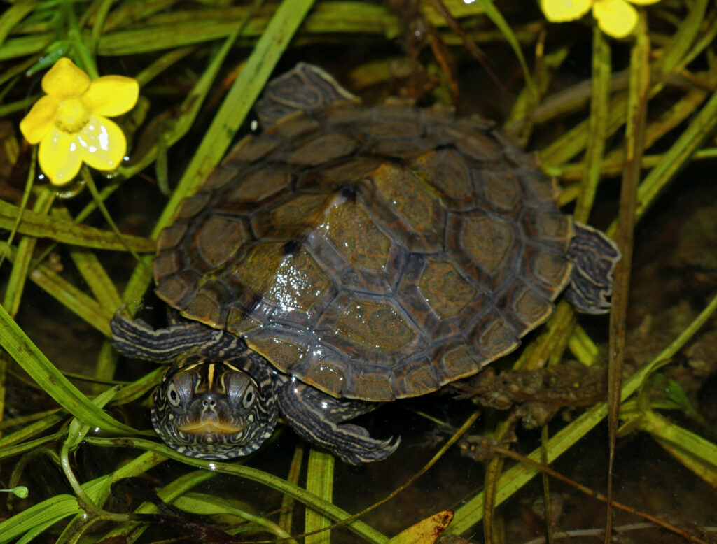 Serene False Map Turtle on Grass with Vibrant Yellow Flowers Background Wallpaper