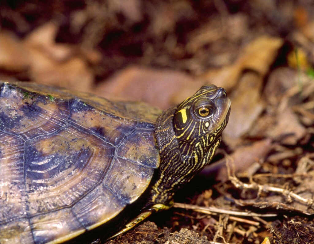 False Map Turtle in Natural Habitat: Vibrant Shell & Leafy Background Wallpaper