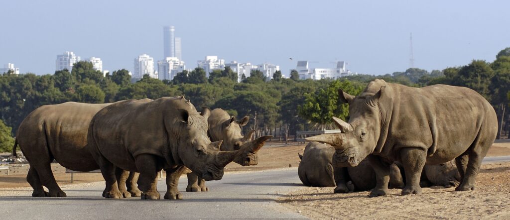 Urban Unity: Rhinoceroses Walking Together in a City Landscape Wallpaper