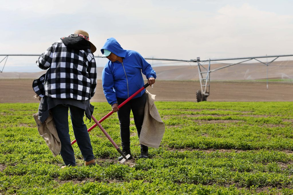Two farm workers hand weeding lush green crops near industrial irrigation in modern agriculture Wallpaper