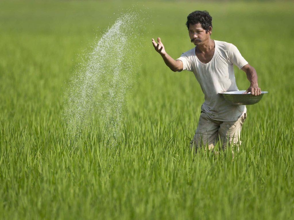 Farmer scattering seeds by hand in lush green rice paddy field under clear daylight Wallpaper