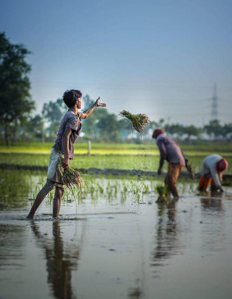 Farmers planting rice seedlings in flooded paddy field under natural light rural agriculture scene Wallpaper