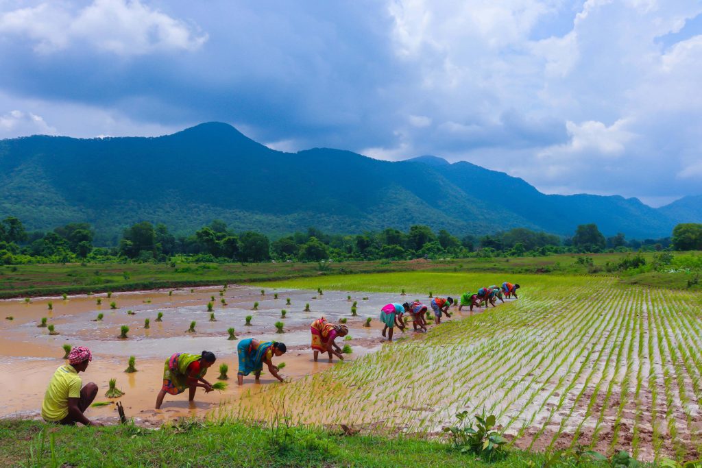 Farmers in colorful saris planting rice seedlings in flooded paddy field with mountains backdrop Wallpaper