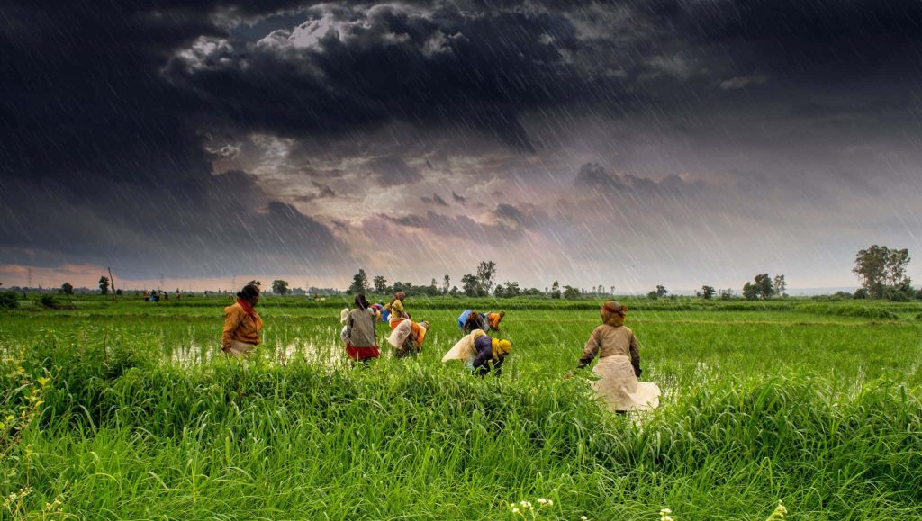 Farmers harvesting rice in lush green paddy field under dark stormy clouds during monsoon rain Wallpaper