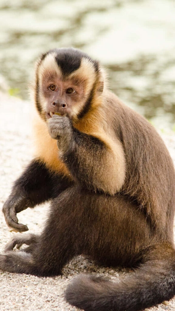 Capuchin Monkey Enjoying a Treat on a Gravel Path - Serene Nature Scene Wallpaper