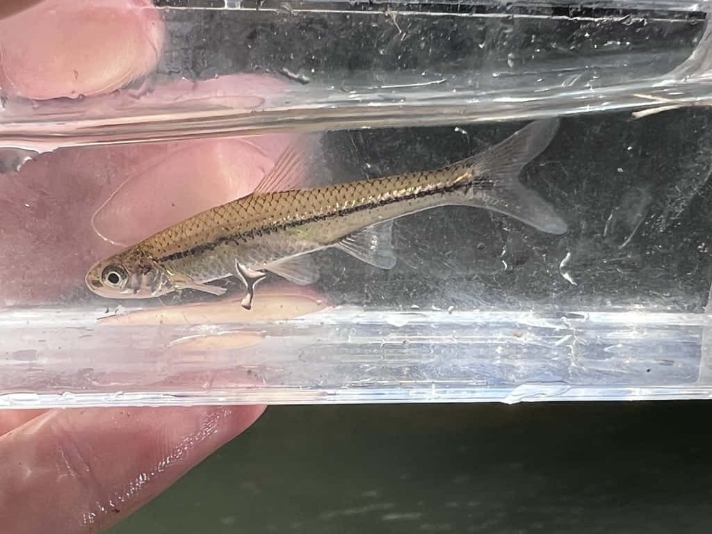 Close-up of Fathead Minnow with dark stripe and brassy scales swimming in clear container natural light Wallpaper
