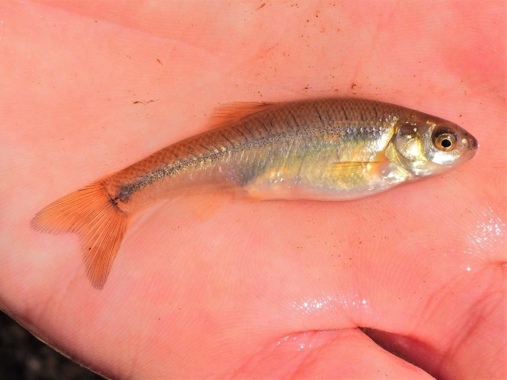 Close-up of a silvery Fathead Minnow with orange fins resting on a human palm nature wallpaper