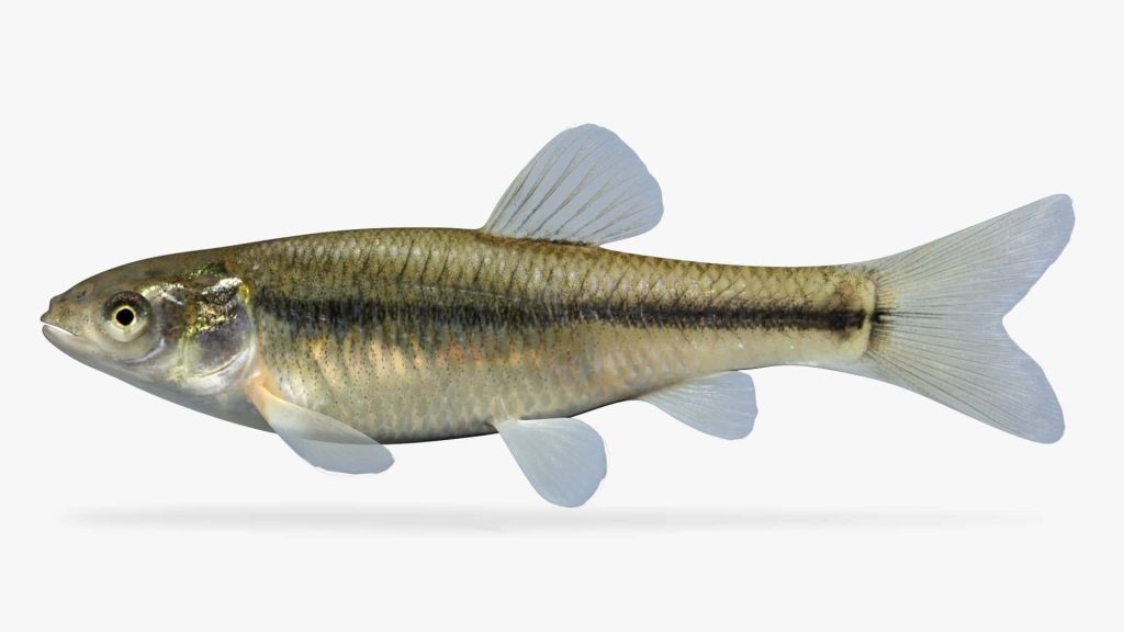 Sharp profile of Fathead Minnow with olive silver scales and lateral stripe on neutral background Wallpaper