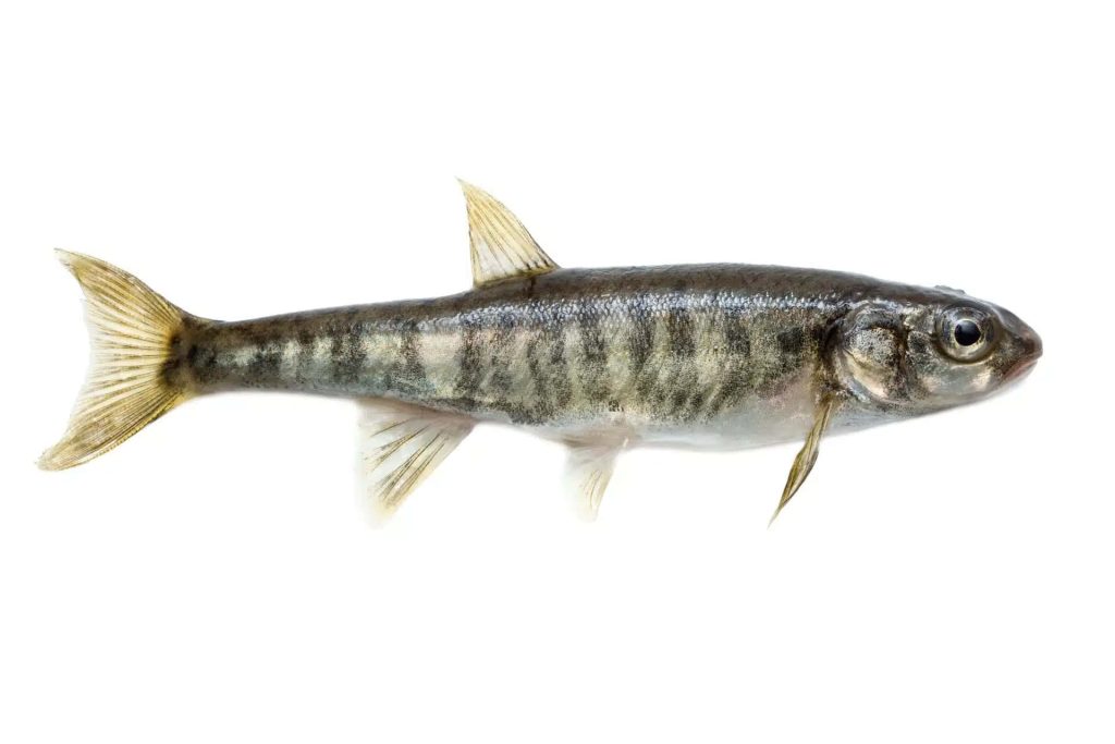 Studio photo of Fathead minnow fish with olive brown mottled body on pure white background Wallpaper