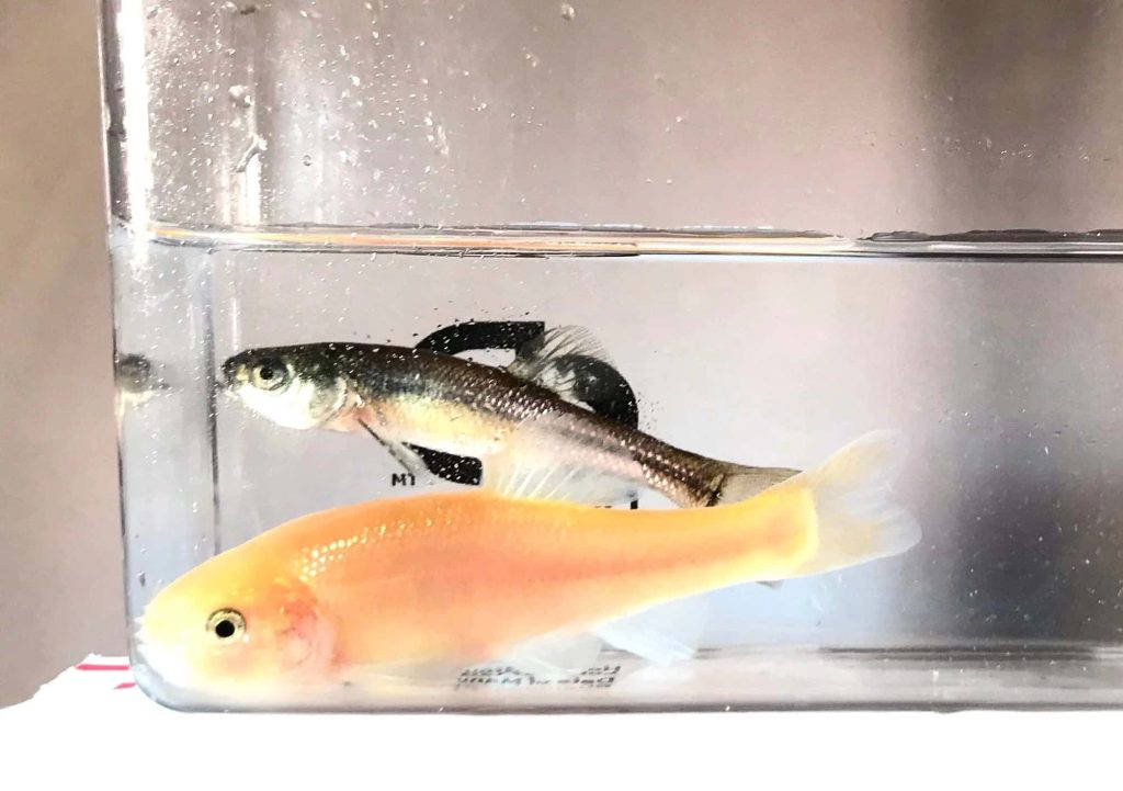 Close-up of two Fathead Minnows Rosy Red and wild-type in clear aquarium vibrant wallpaper background