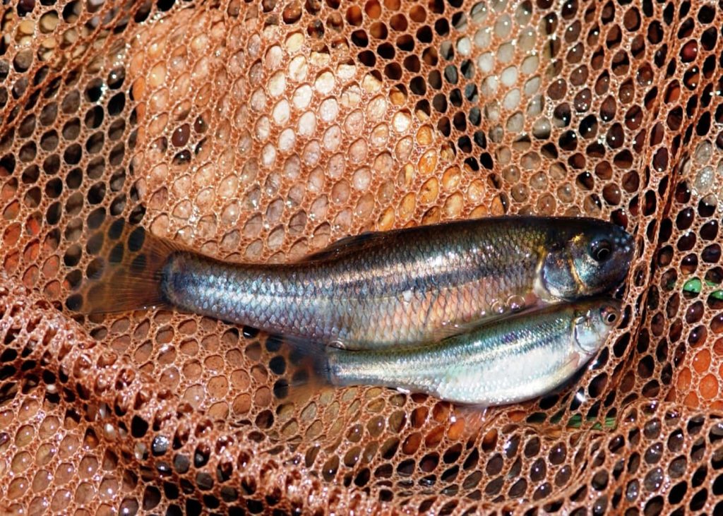 Two Fathead Minnows in wet brown mesh fishing net with glistening silvery scales close-up Wallpaper