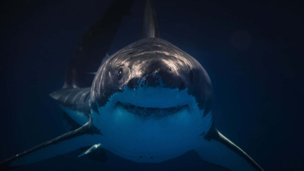 Shutting out Distractions: The Massive Black Shark Wallpaper that Demands Focus