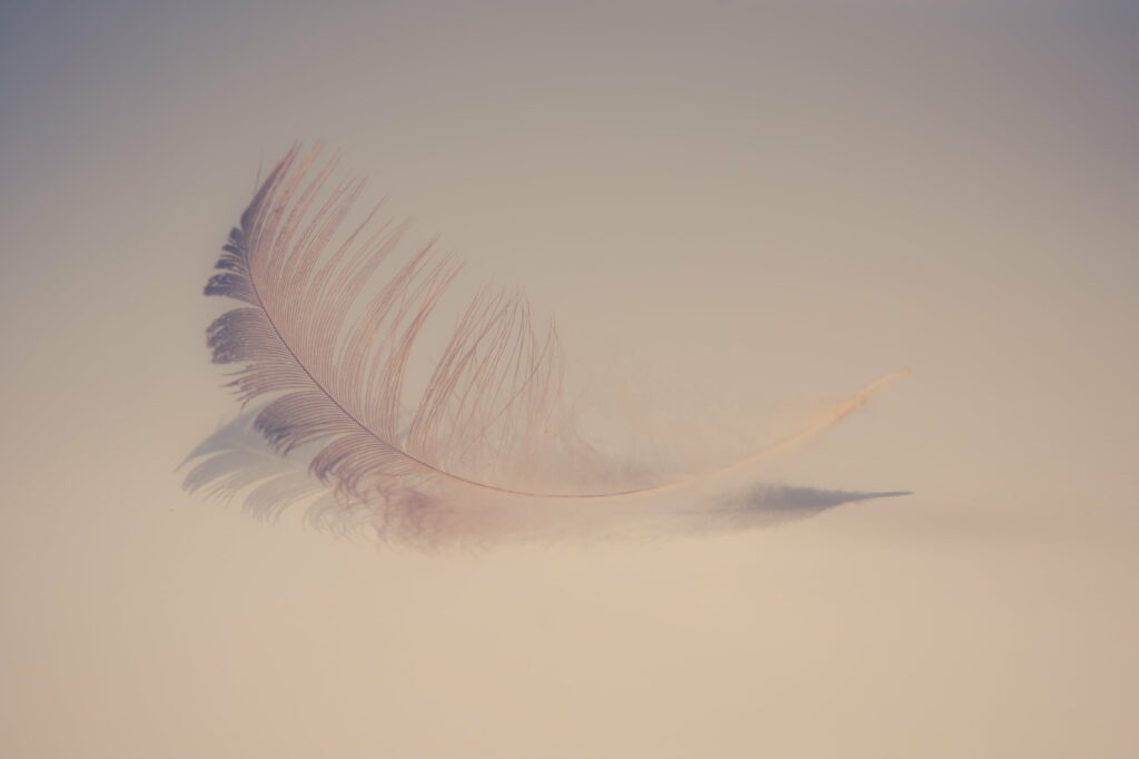 Soft Touch: An Exquisite Feather in Stunning 4K Resolution Wallpaper