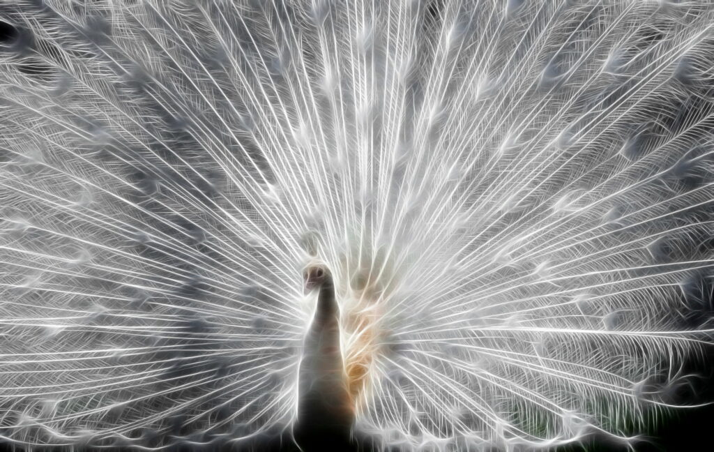 Nature's Celebration of Color: Stunning White Peacock Feather Inverted for Wallpaper