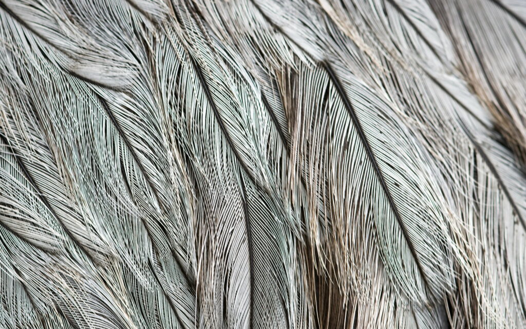 Serenity in Gray: Exploration of Delicate Feathers in Macro Wallpaper