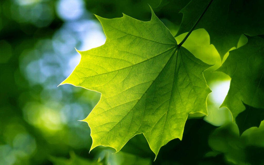 Nature's Fall Symphony: Feathered Maple Leaf Wallpaper