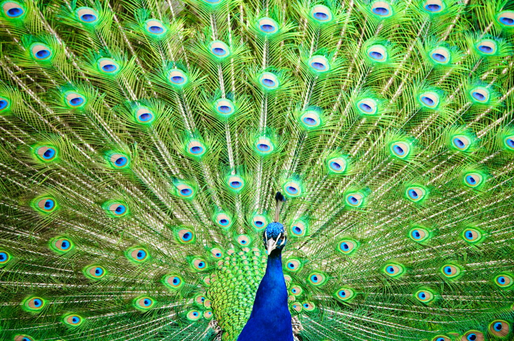 Male Indian Peafowl with vibrant green gold feathers and blue eye-spots fan display wallpaper