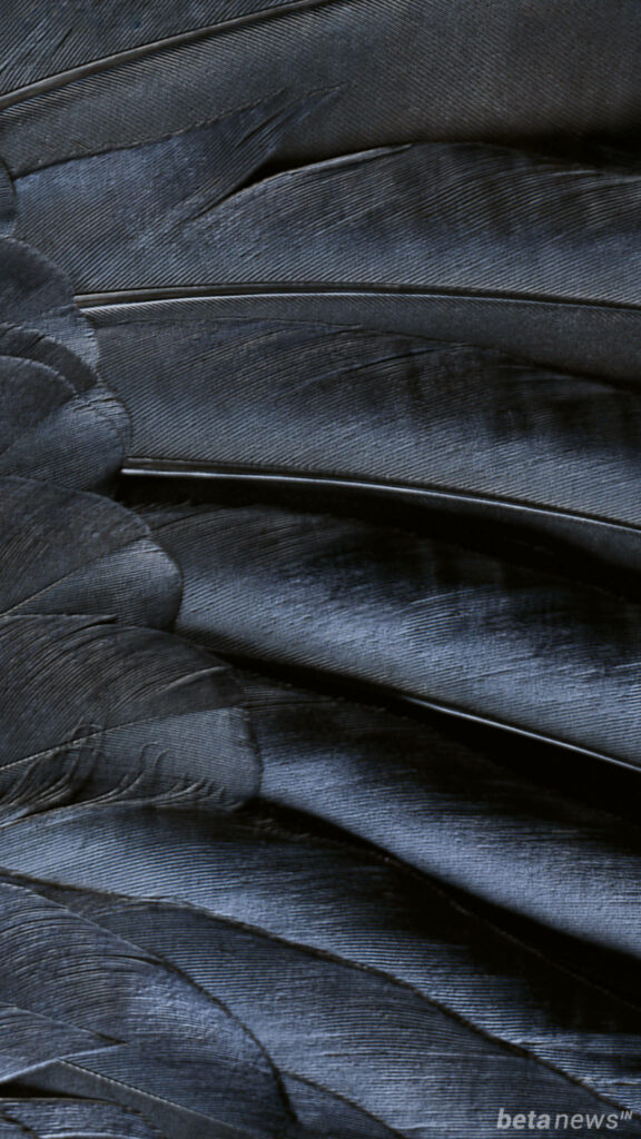 Mesmerizing Feathers Seamless Pattern: Striking iOS 16 Wallpaper Delight