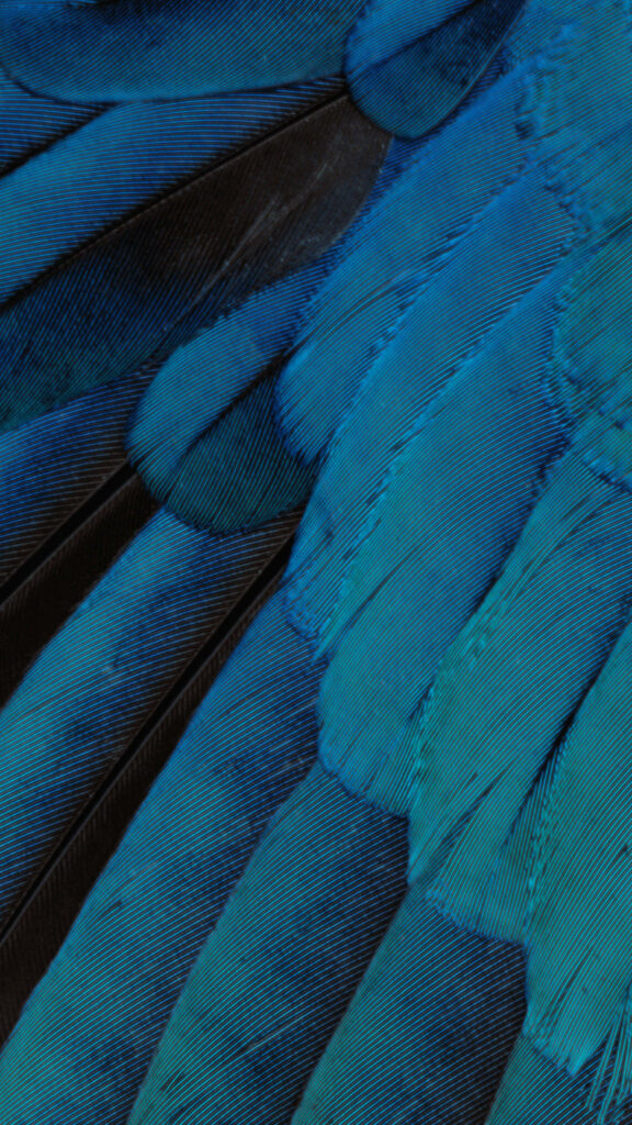 Feathers of Blue Brilliance: Captivating Background for Your Iphone Wallpaper