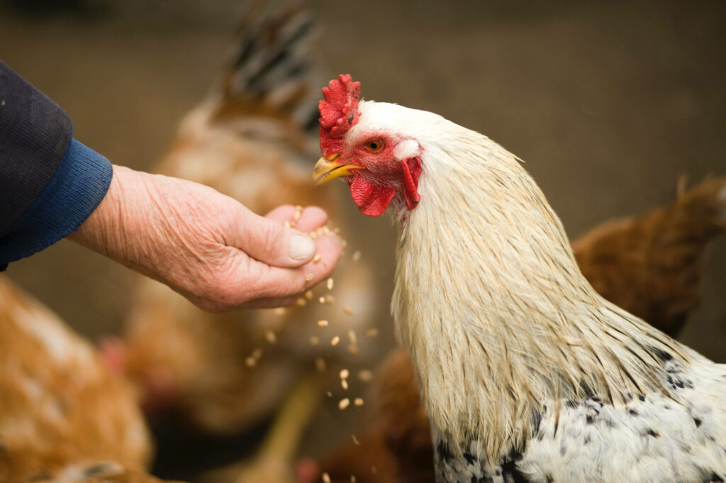 Feeding Hens: A Serene Moment of Nature and Connection Wallpaper
