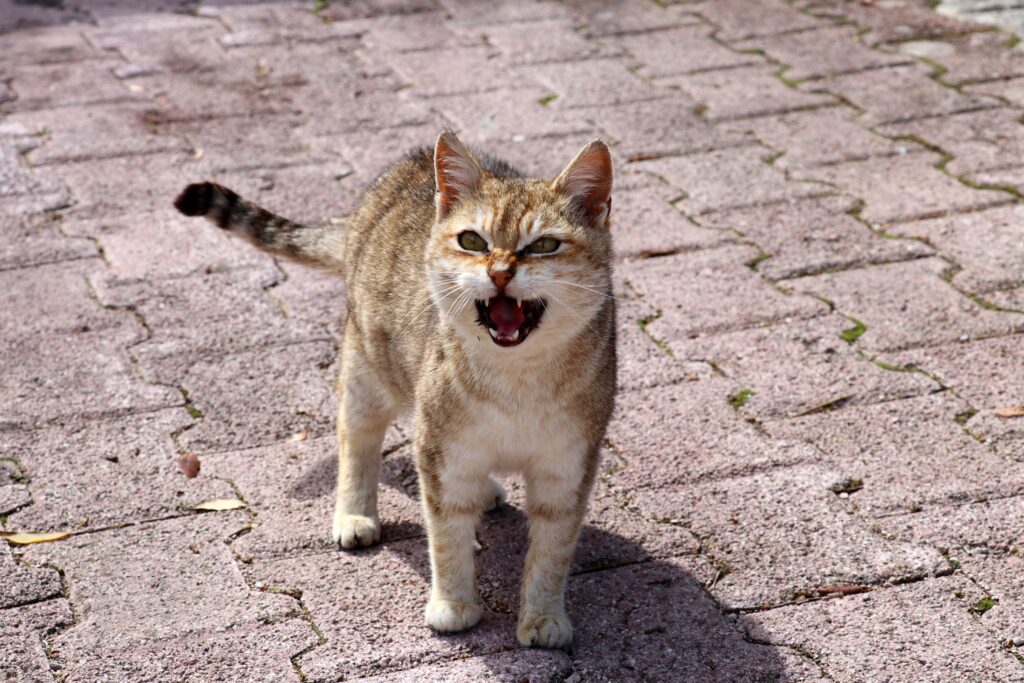 Expressive Cat on Stone Pathway: Emotional Feline Wallpaper