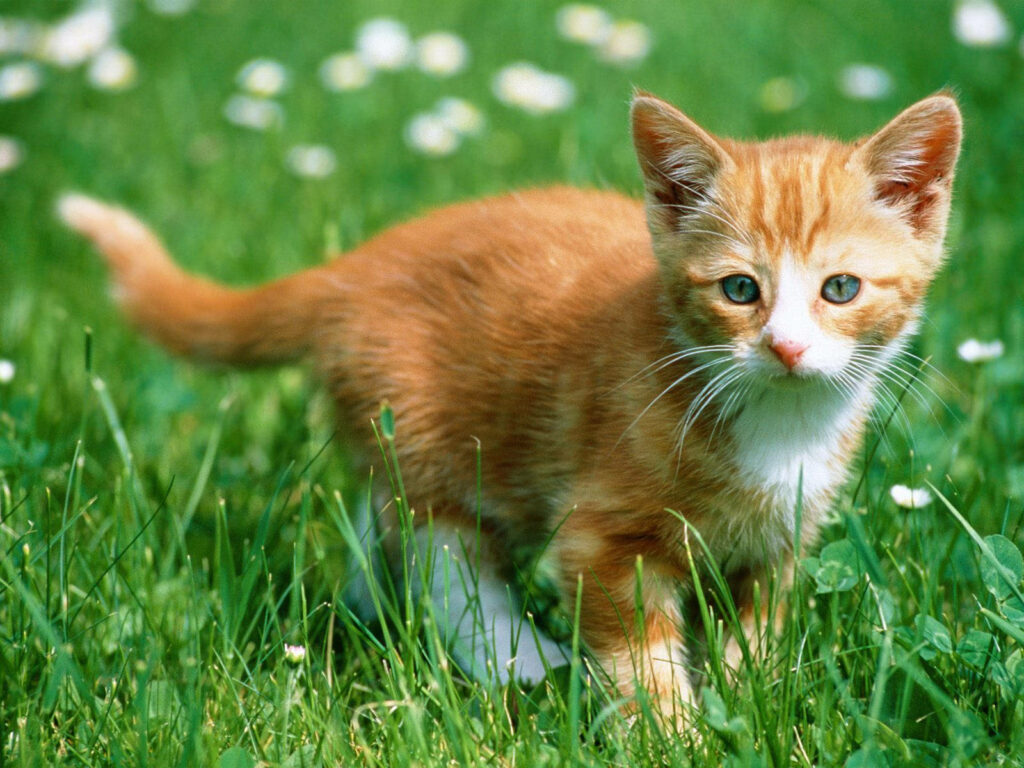 Feline Bliss: Adorable Kitty Frolics In a Burst of Greenery, Amidst Blooming White Flowers! Wallpaper