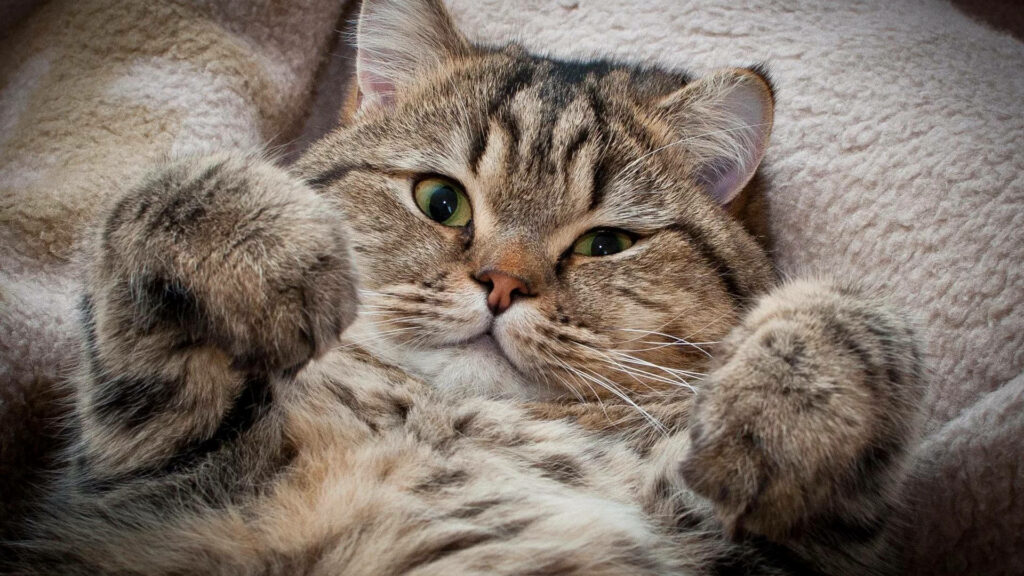 Bedtime Bliss: Capturing the Aesthetic Elegance of a Fluffy Fur Cat Wallpaper